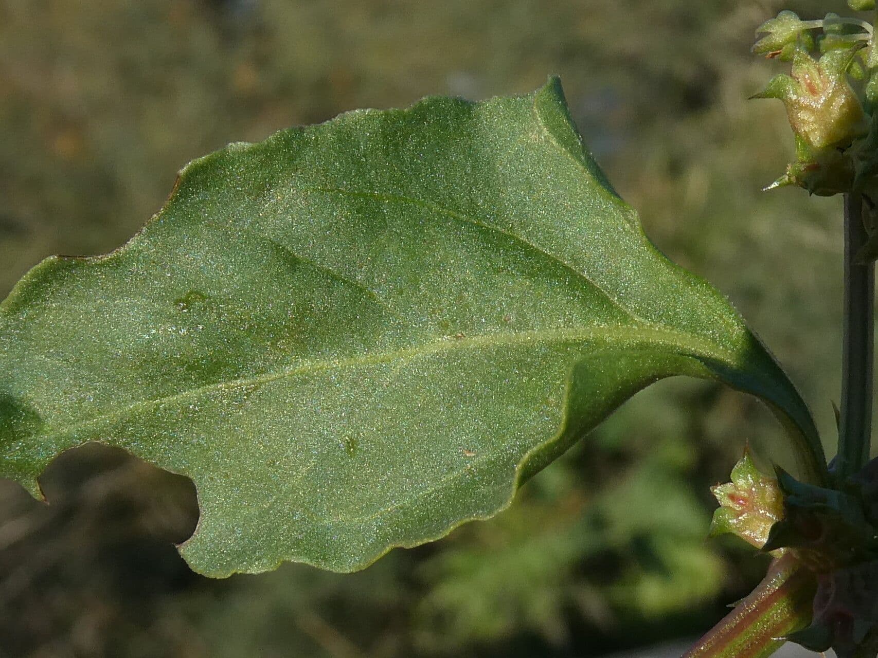 Abreojos 20