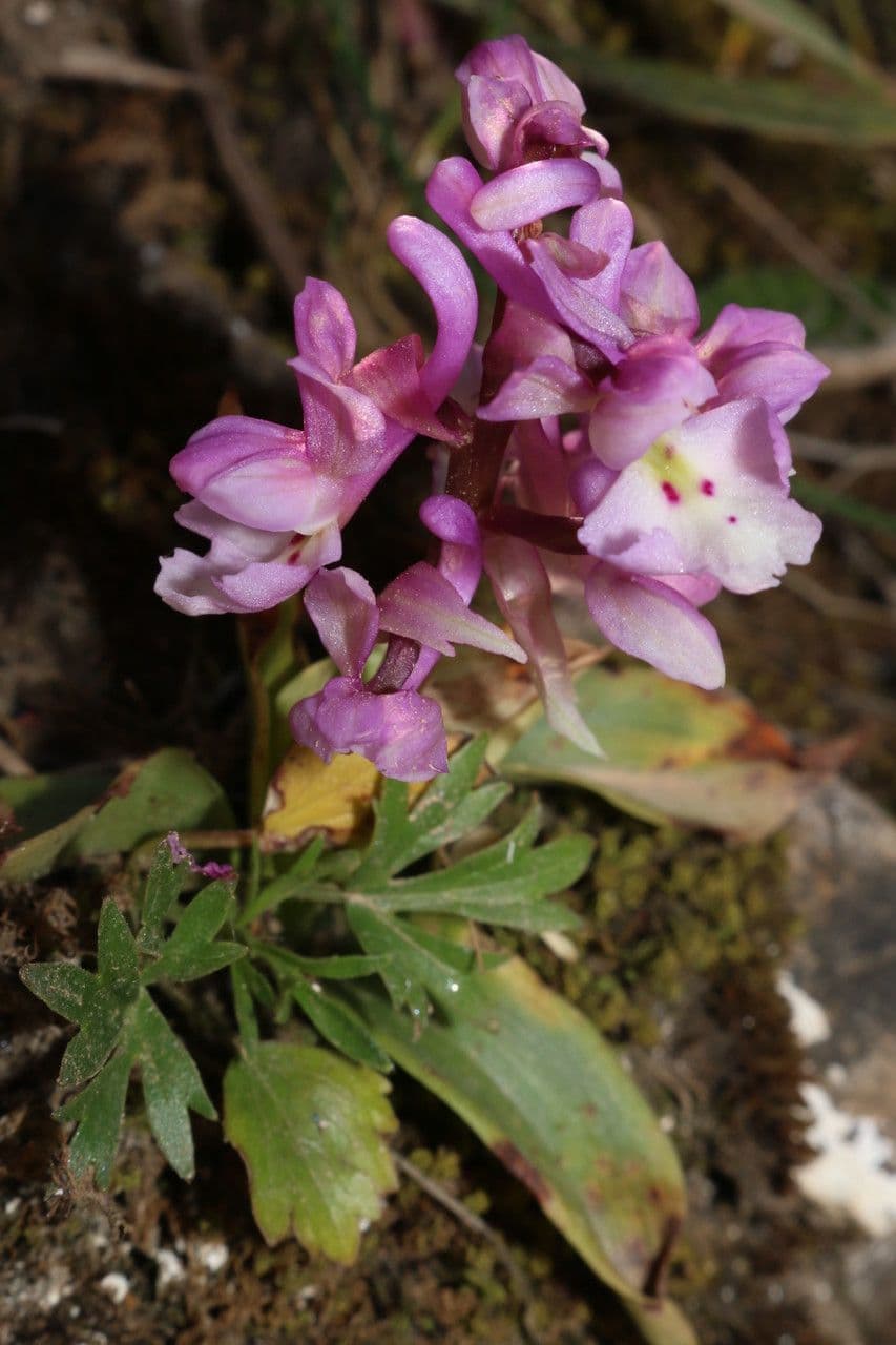 Orchide 5