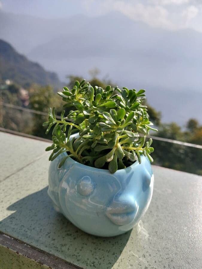 Aeonium sedifolium 8
