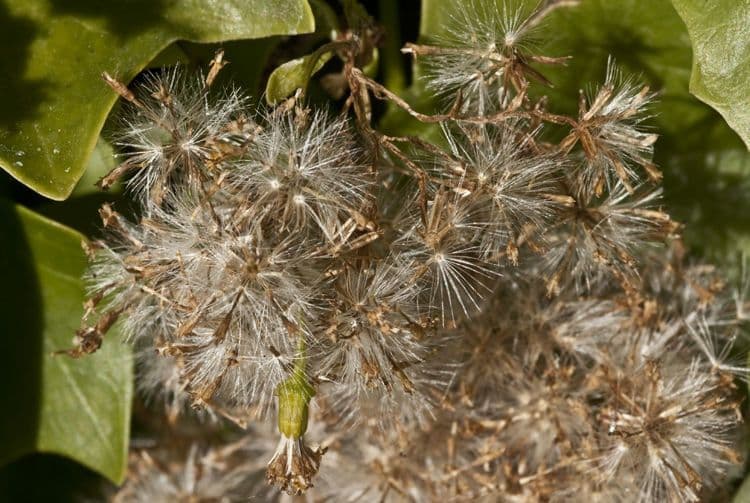 Delairea odorata 2