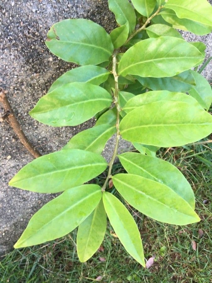 Pereskia 19