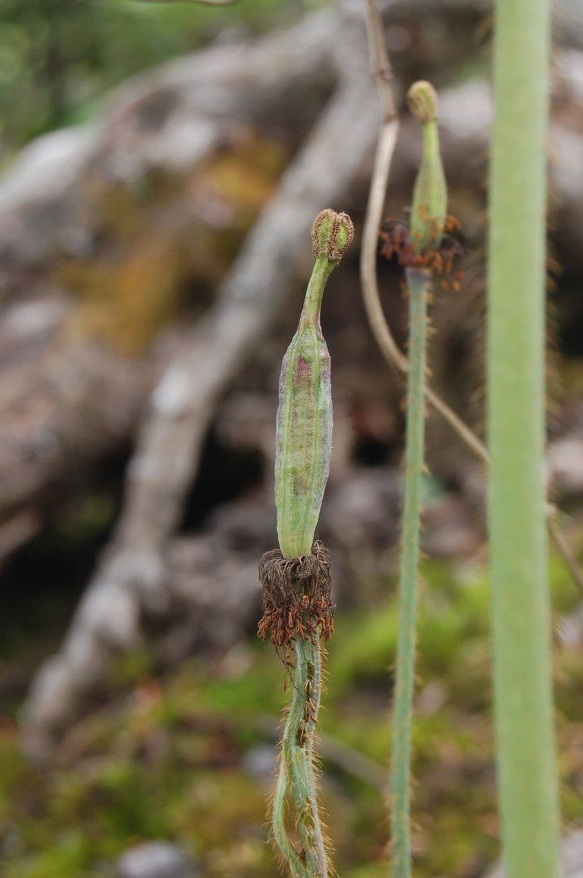 Meconopsis