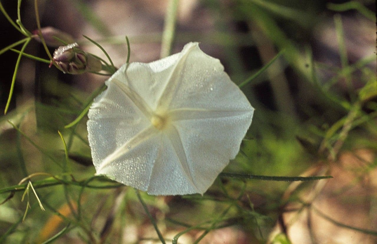 Ipomoea 2