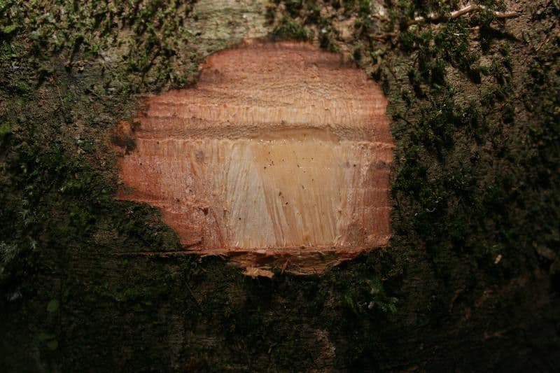 Protium apiculado 14