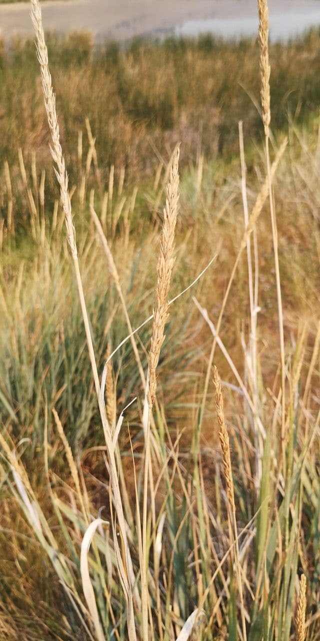 Weiche Strandhafer 2