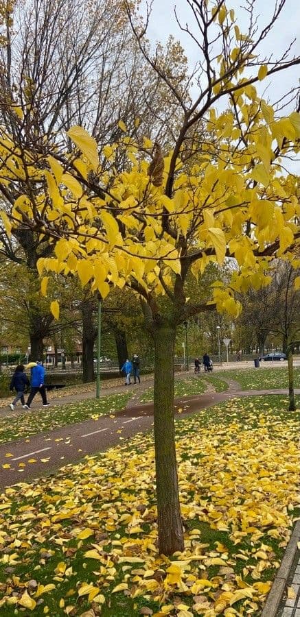 Phellodendron amurense 18
