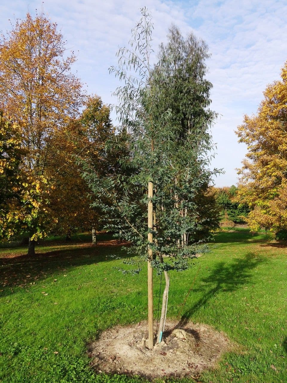 Wachs-Eukalyptus 2