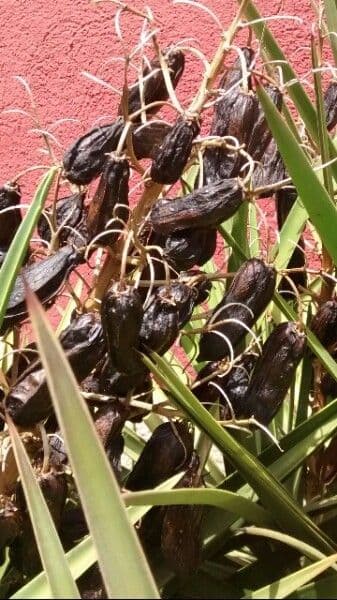 Schopf-Yucca 5
