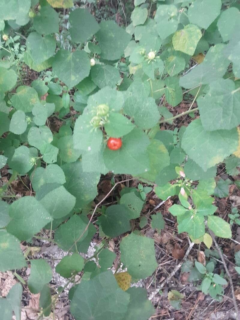 Ipomoea hederifolia 2