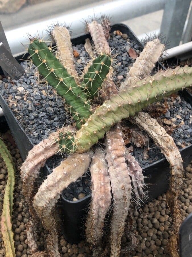 Echinocereus berlandieri