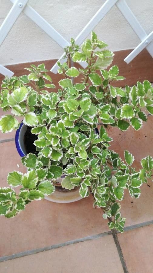 Plectranthus 15