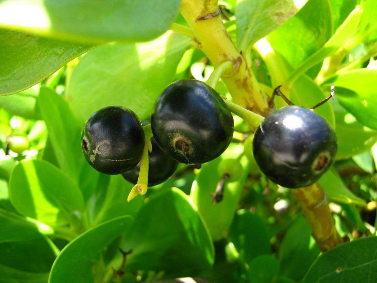 Scaevola 3