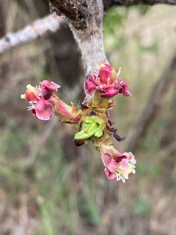 Marula 6