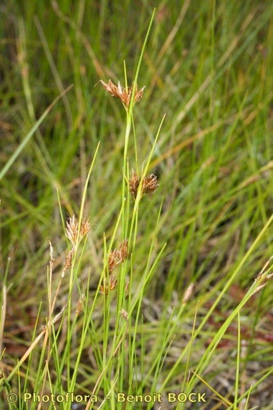 Rincoespora parda 22