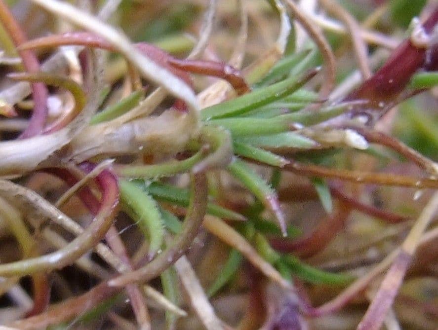 Centonchio perenne 19