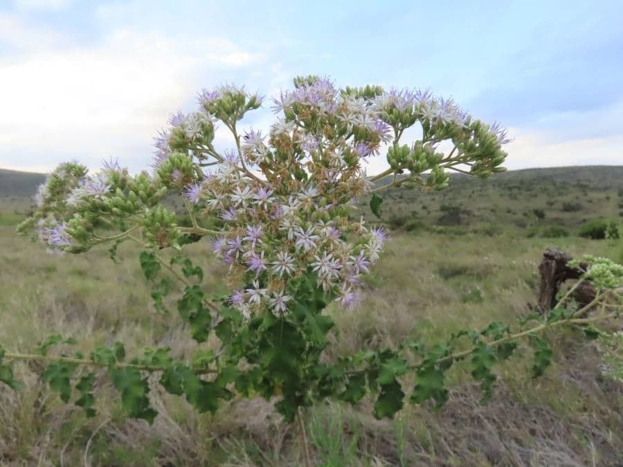 Baccharoides