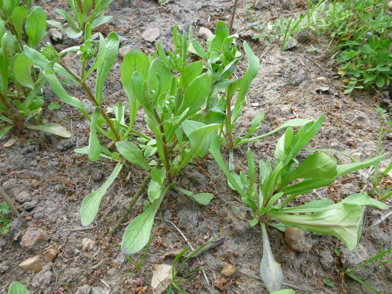 Valerianella coronata 13
