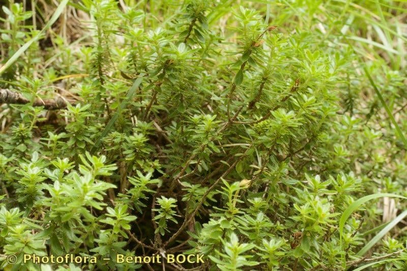 Rhodothamnus 10