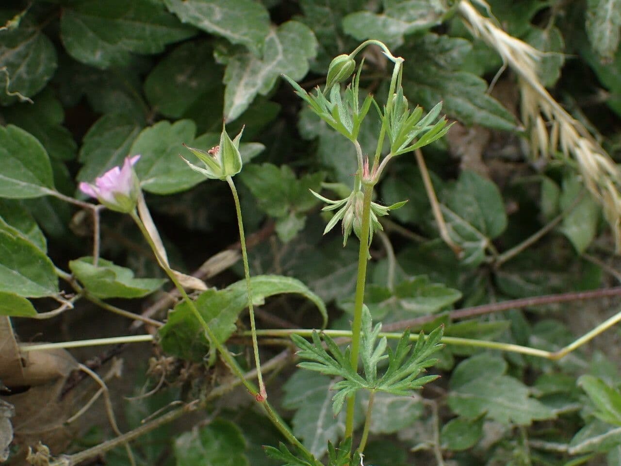 Géranium colombin 28