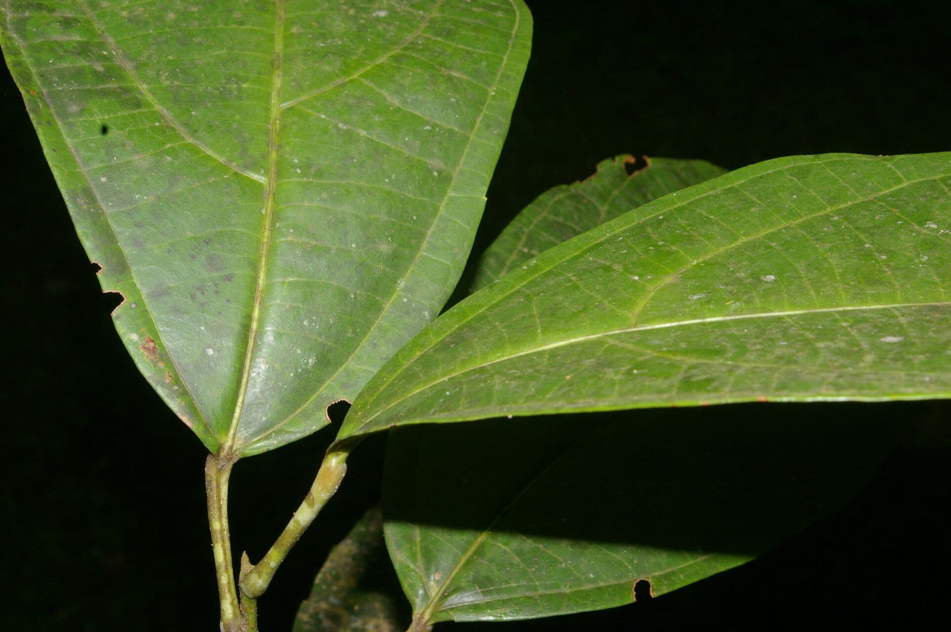Achiotillo 8