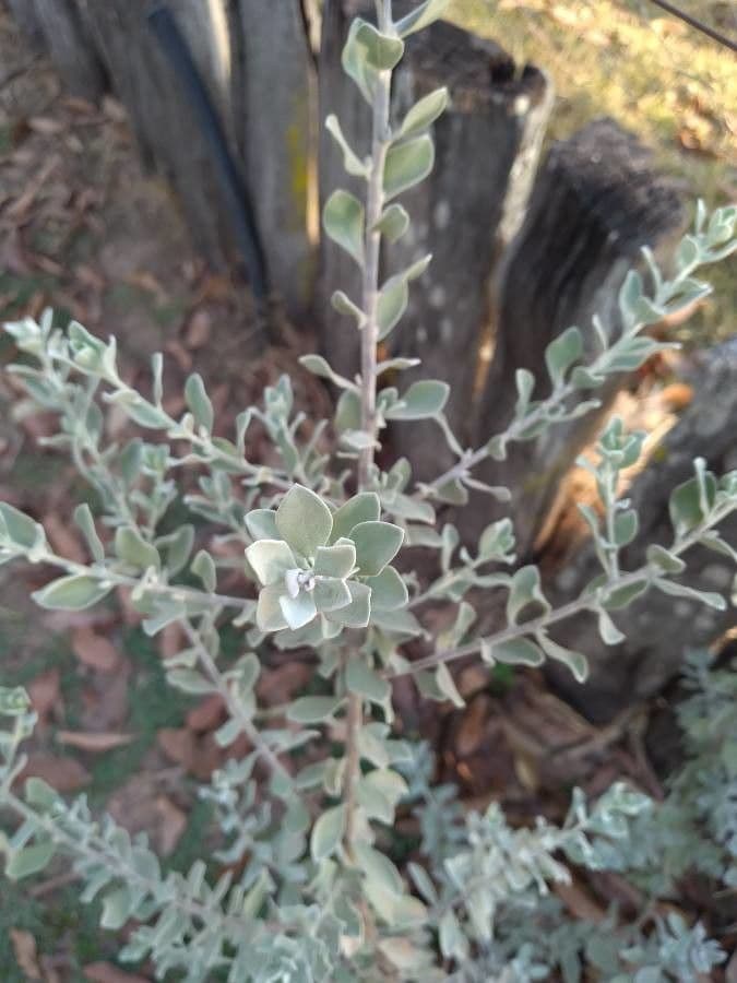 Leucophyllum candidum 11
