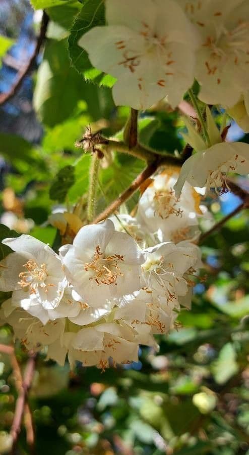 Dombeya burgessiae 10