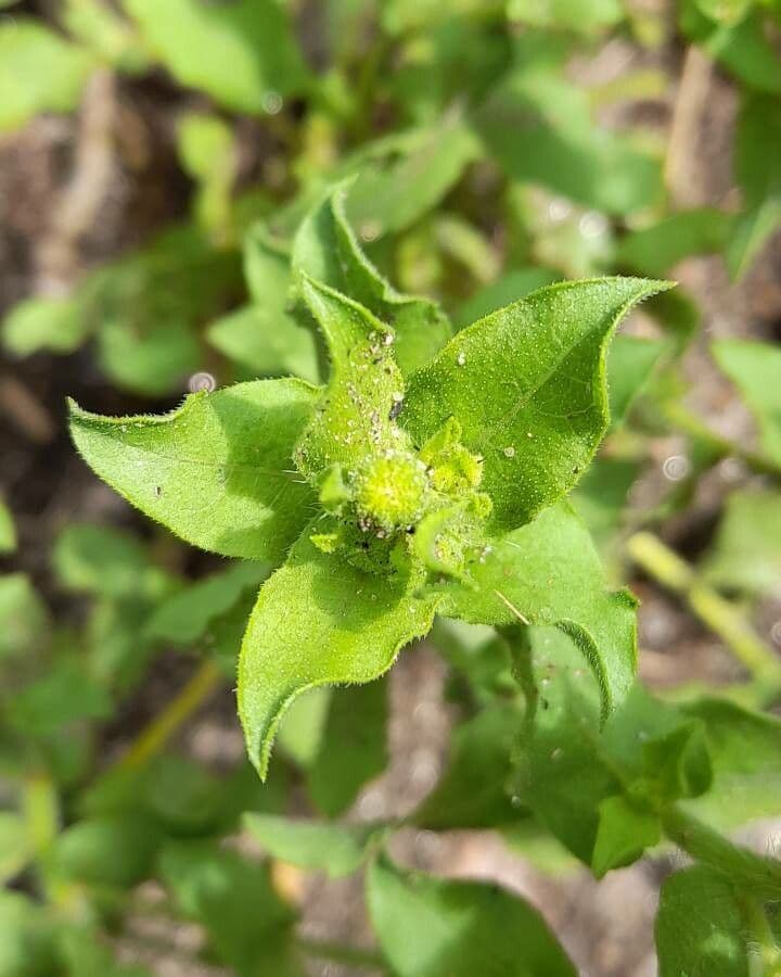 Heterotheca subaxillaris 24
