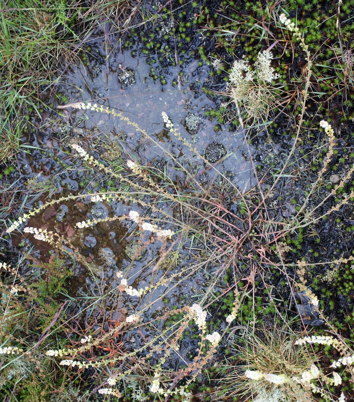 Sesamoides purpurascens 13