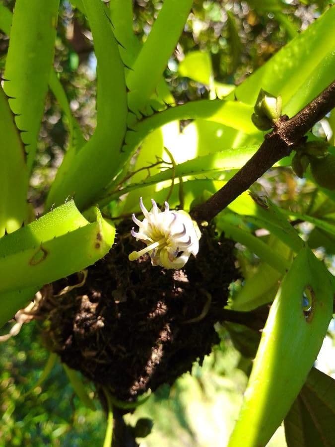 Henriettea succosa 4