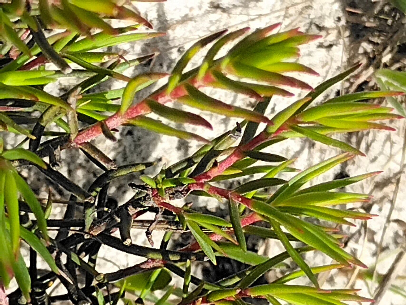 Borracina