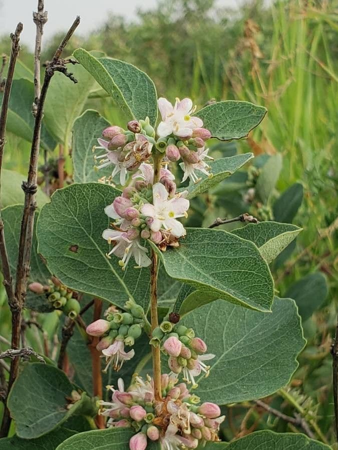 Symphoricarpos occidentalis 10