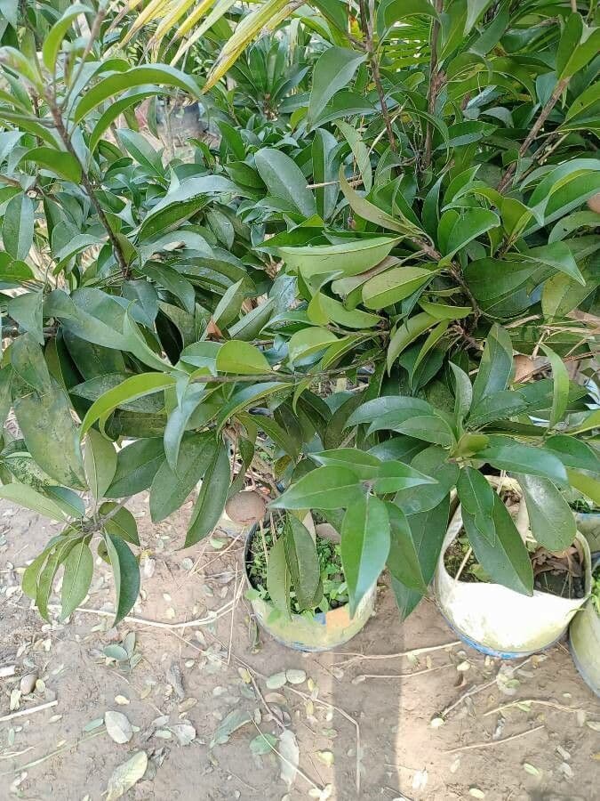Sapodilla
