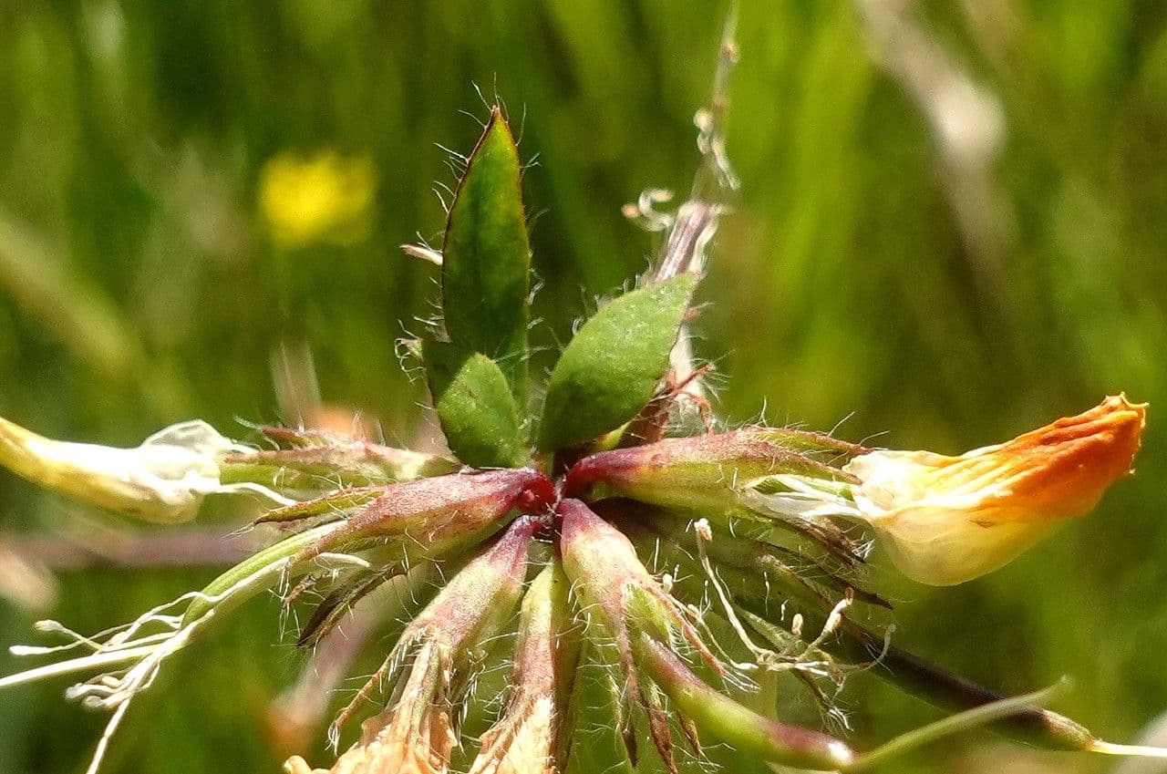 Lotier corniculé 2