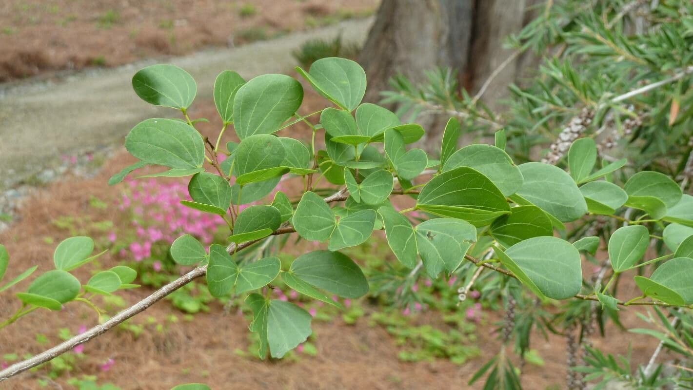 Bauhinia 11