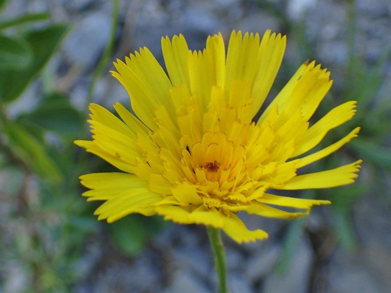 Staticeblättrige Tolpis 6