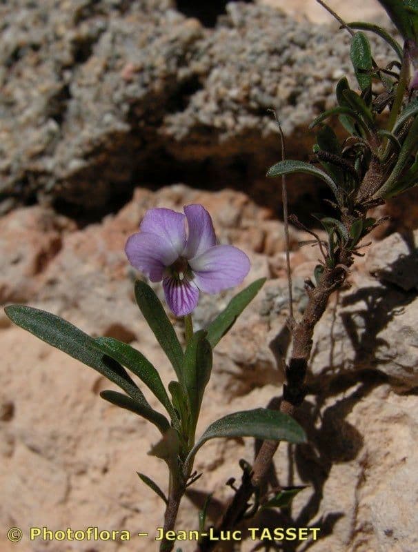 Violette arborescente 24