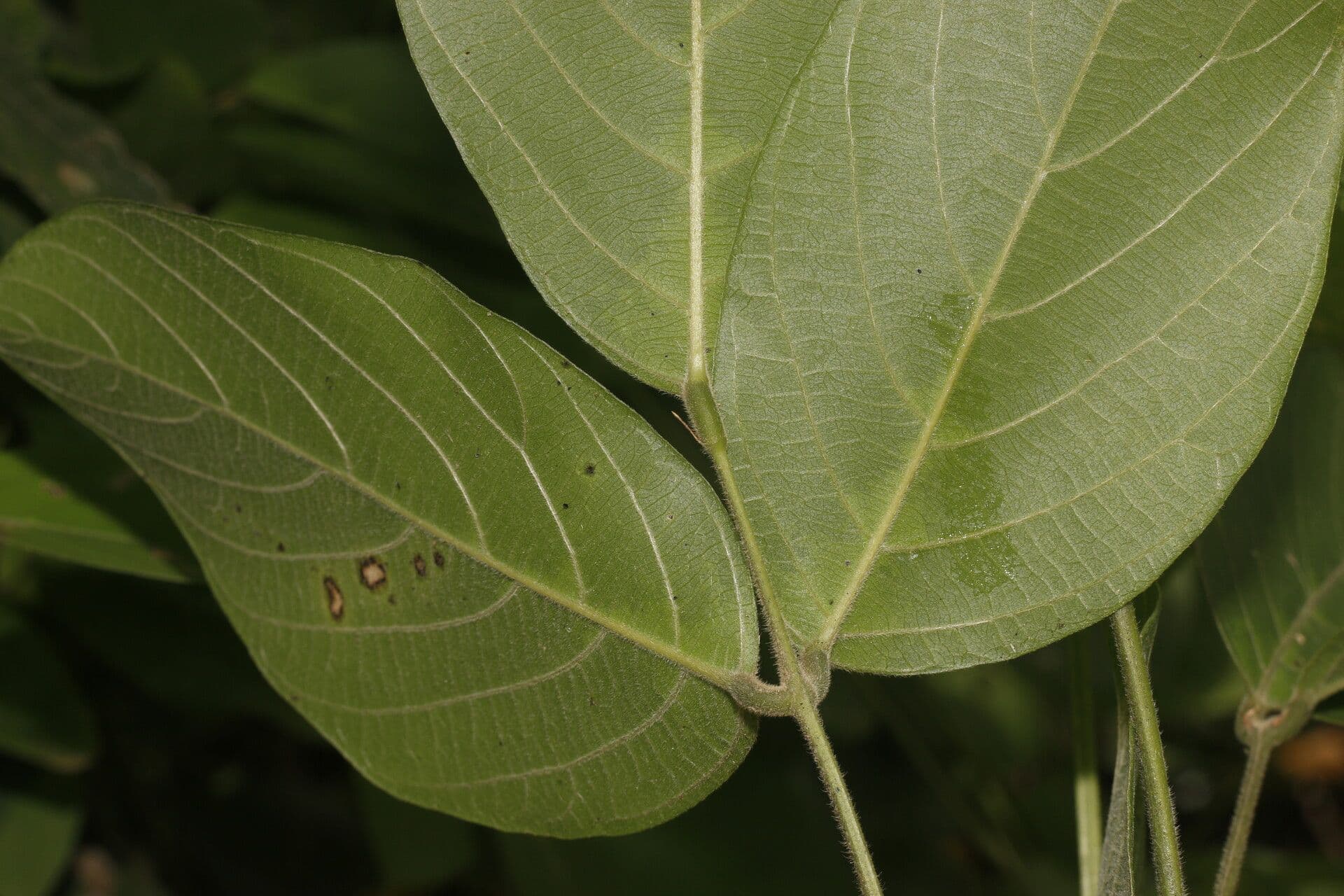 Centrosema macrocarpum 3