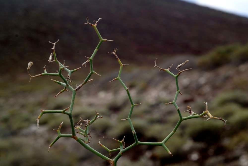 Launaea arborea 22