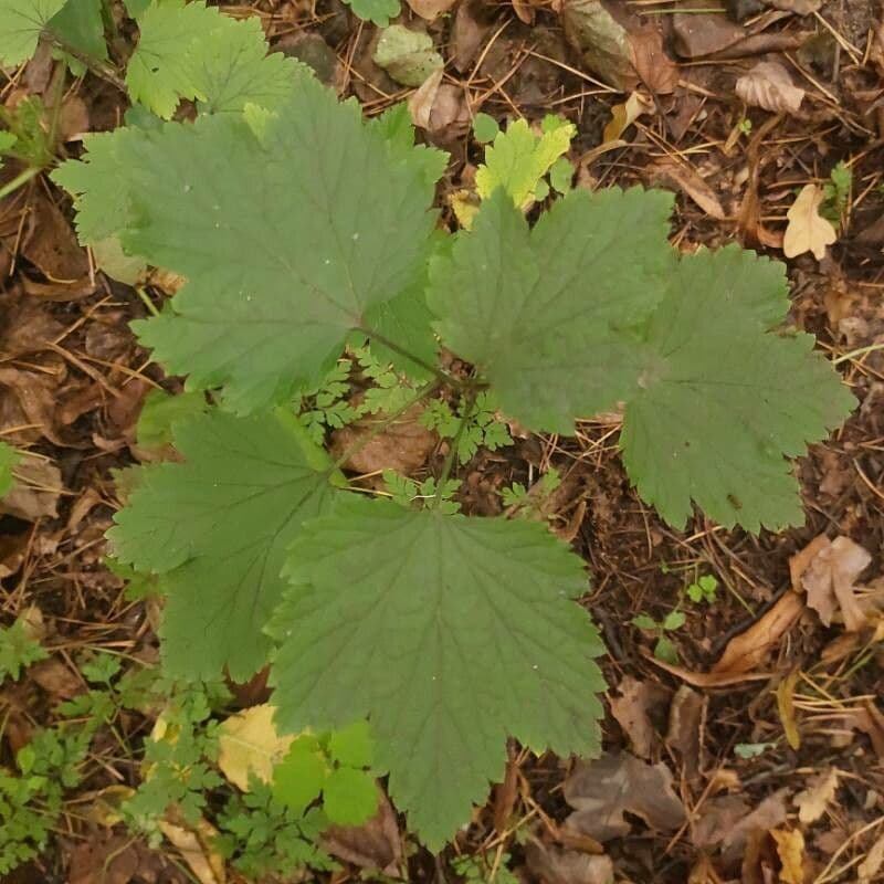 Ribes rosso 6