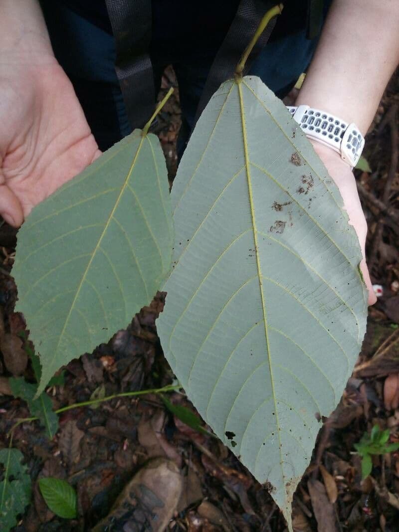 Apeiba 5