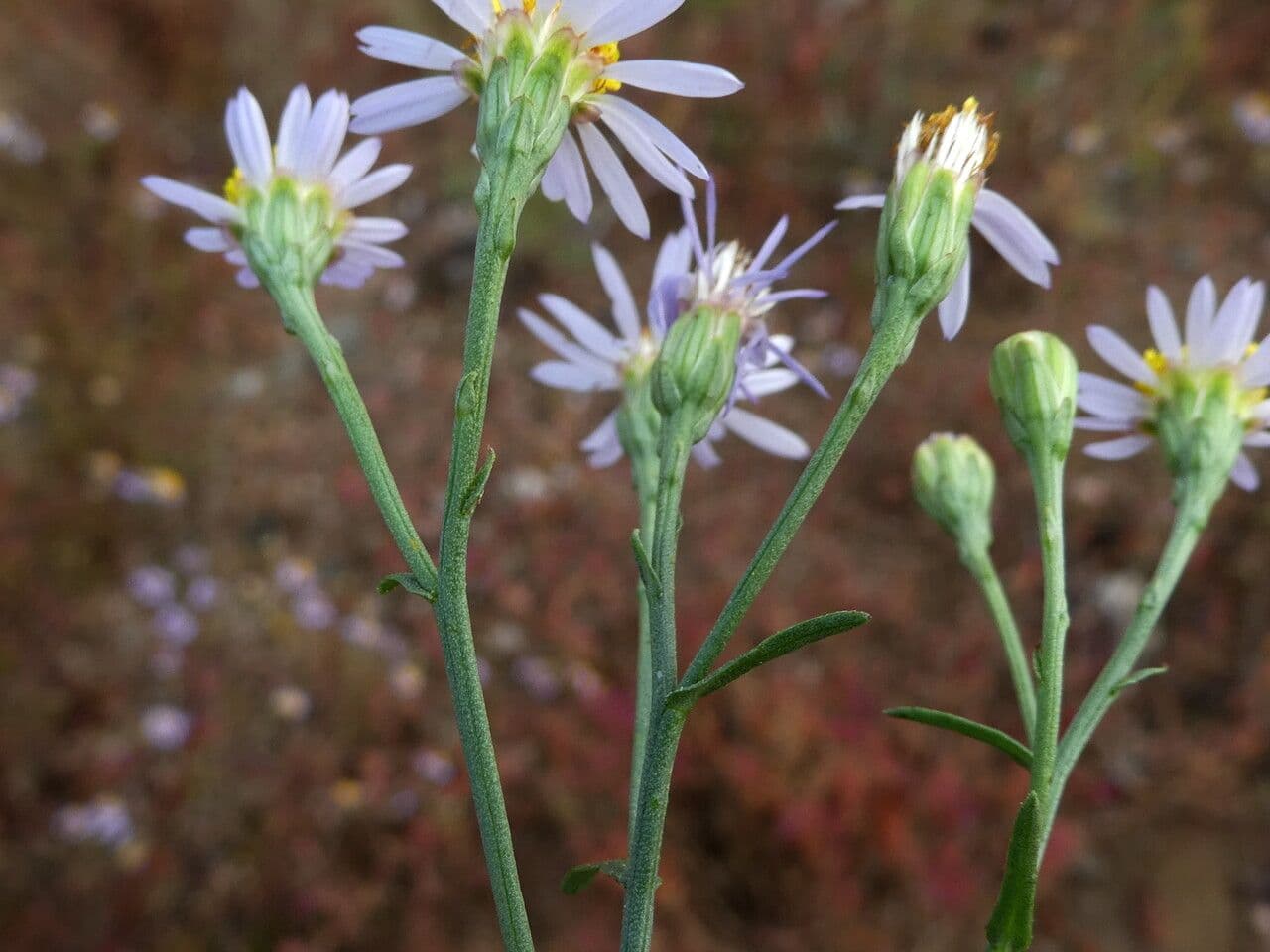 Aster solny 27