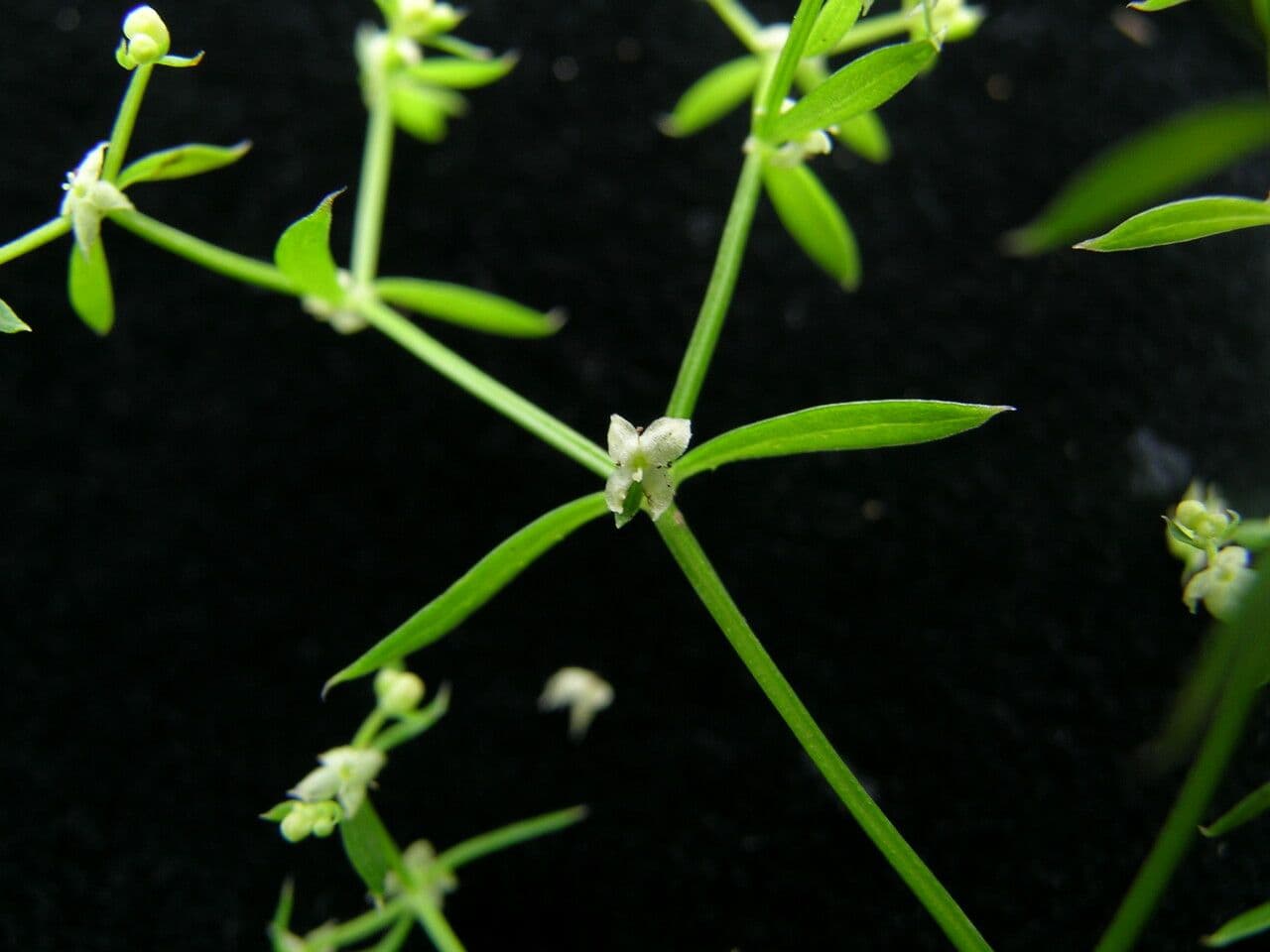 Galium asperifolium 5