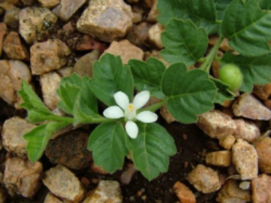 Turraea