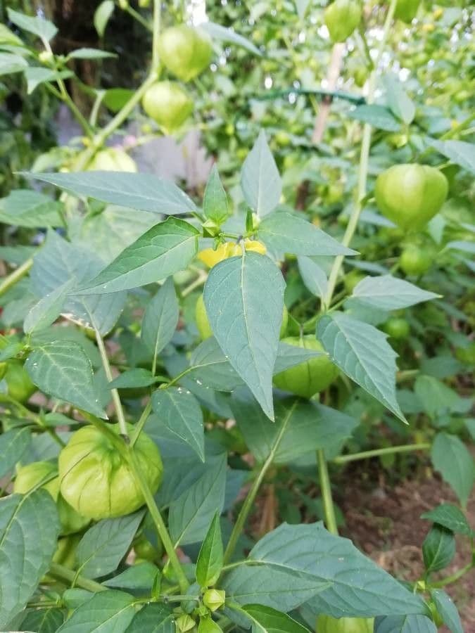 Moruše physalis 13