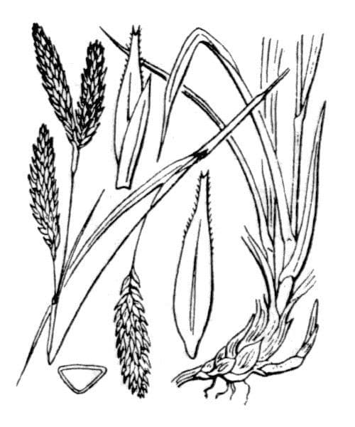 Carice gelida 24