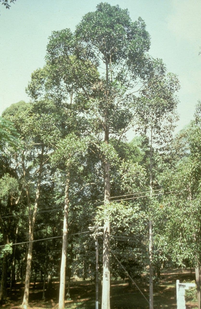 Dipterocarpus 4