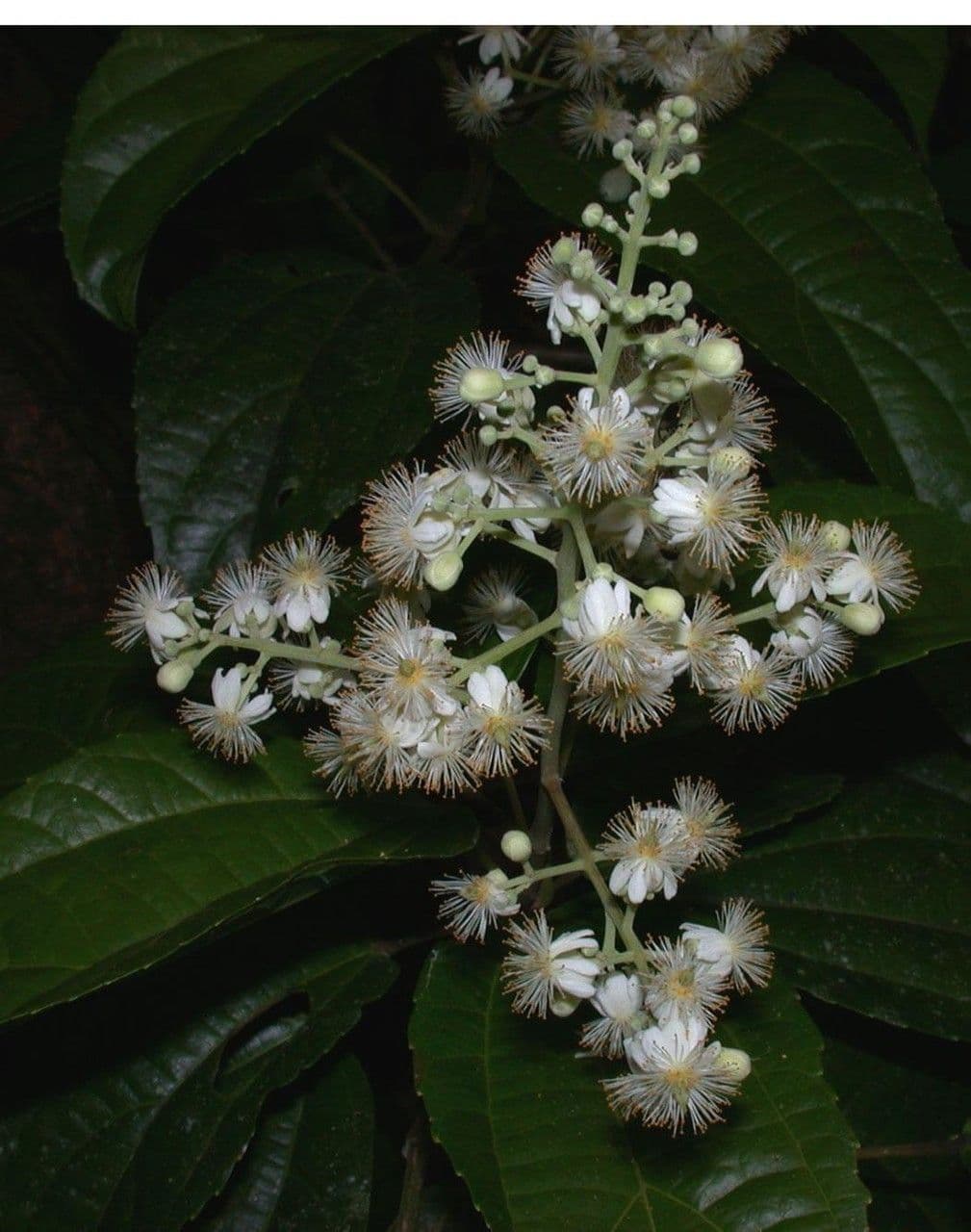 Lindens Pleuranthodendron 20