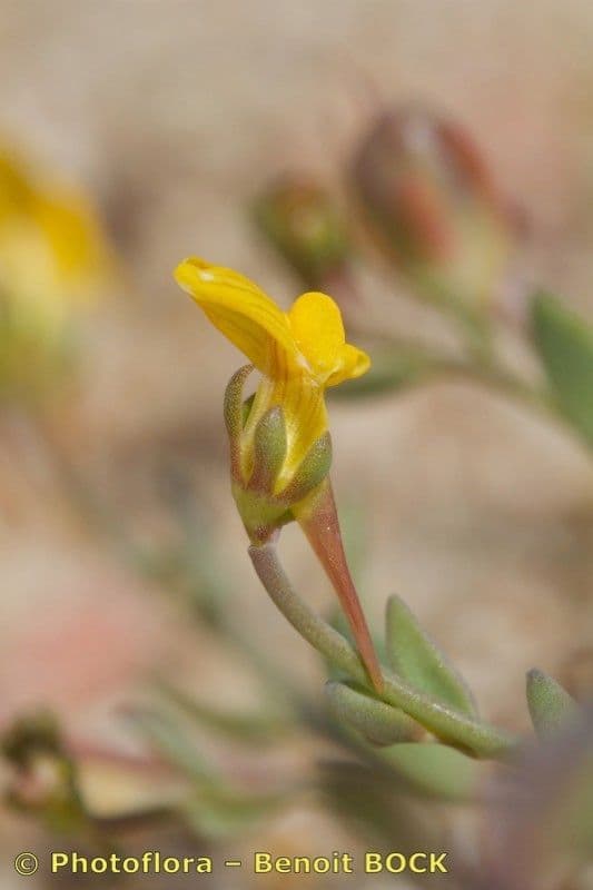 Linaria gialla 7