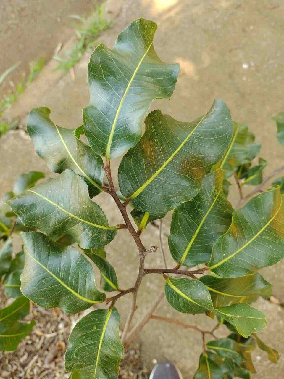 Cariniana 8