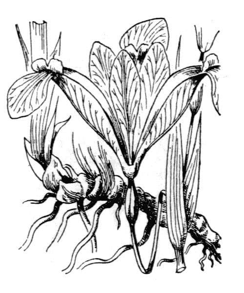 Giaggiolo gramineo 25